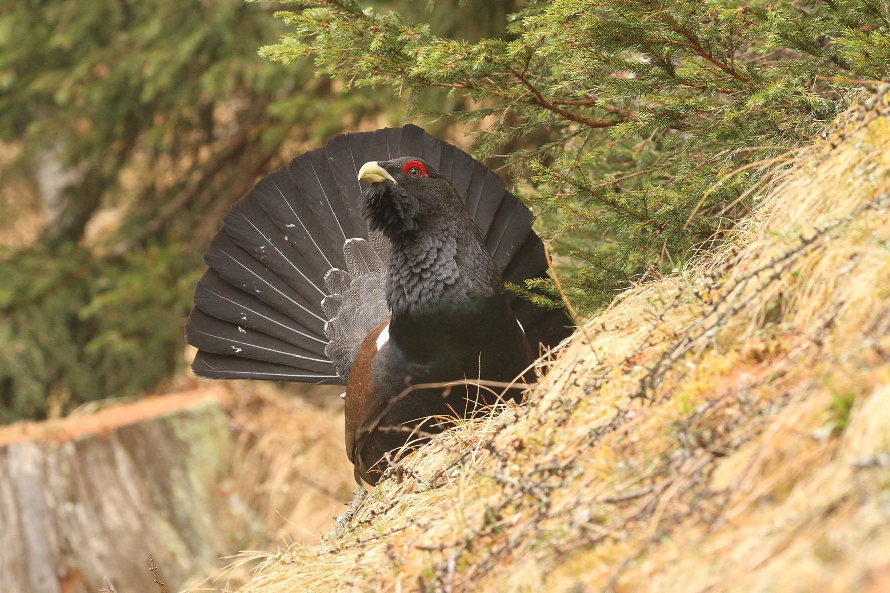 Residence Bonetti - Il gallo cedrone