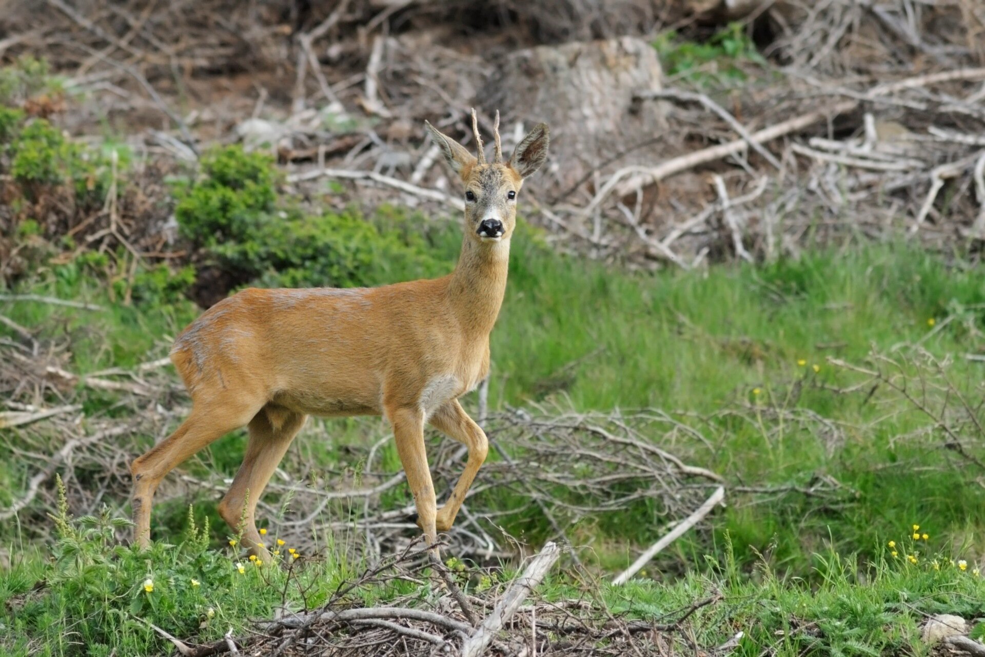 Biodiversità | © S. Peroceschi